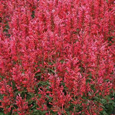 Agastache 'Kudos Coral', ® Anijsplant, Dropplant
