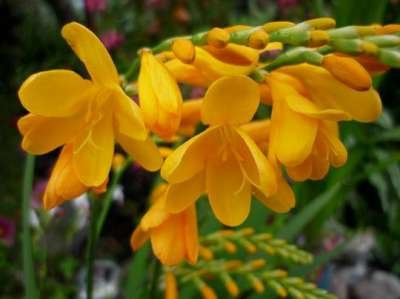 Crocosmia 'Buttercup', Montbretia