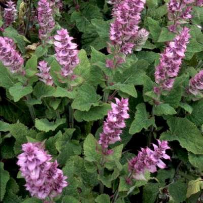 Salvia sclarea, siersalie