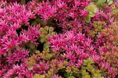 Sedum spurium 'Schorbuser Blut', Vetkruid