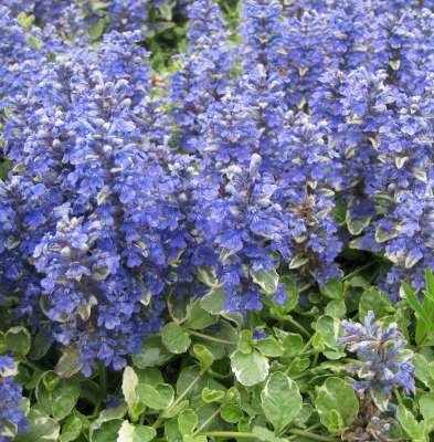 Ajuga reptans 'Variegata' ,Zenegroen