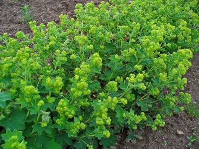 Alchemilla vulgaris, Vrouwenmantel
