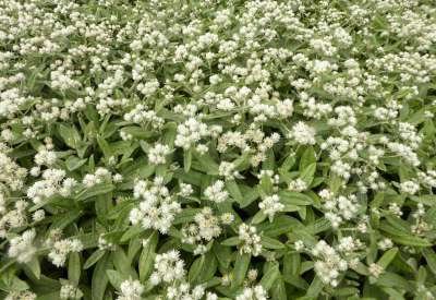 Anaphalis triplinervis 'Silver Wave', Siberische edelweis