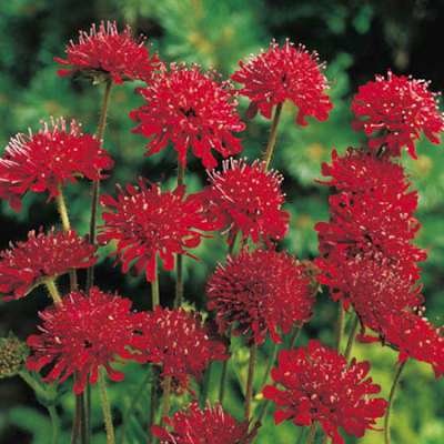 Knautia macedonica 'Red Knight', Beemdkroon