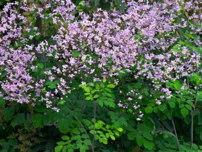 Thalictrum 'Elin', Ruit