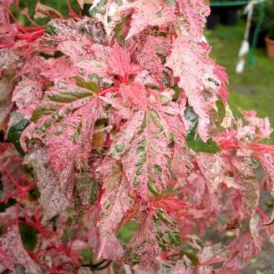 Acer conspicuum 'Red Flamingo',175-200 20L pot