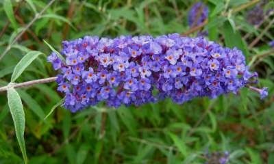 Buddleja dav. 'Nanho Blue', 30-40 Vlinderstruik