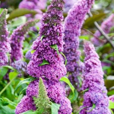 Buddleja dav. 'Peacock', 30-40 Vlinderstruik ®