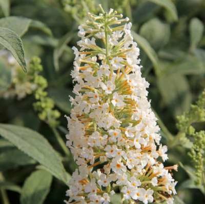 Buddleja dav. 'Reve De Papillon', 40-60 Vlinderstruik