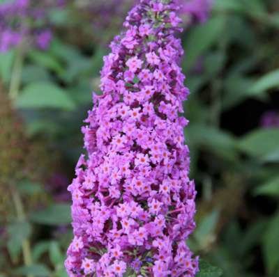 Buddleja dav. 'Reve De Papillon Blue', 40-60 Vlinderstruik