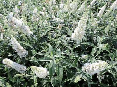 Buddleja dav. 'Reve De Papillon White', 40-60 Vlinderstruik