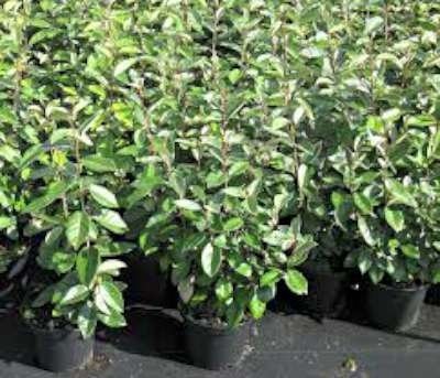 Elaeagnus ebbingei, 200-250cm 55L Olijfwilg