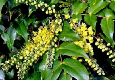 Mahonia japonica (=Bealei), 25-30 3L, Mahoniestruik