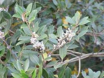 Osmanthus heterophyllus, 80-100 Kluit, Schijnhulst