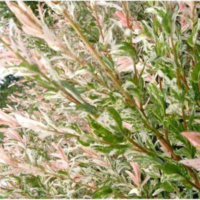 Salix integra 'Hakuro Nishiki', 3L Treurwilg