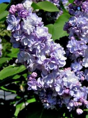 Syringa vulg. 'Michel Buchner', 30-40 5L Sering