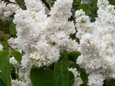 Syringa vulg. 'Mme Lemoine', 80-100 10L Sering