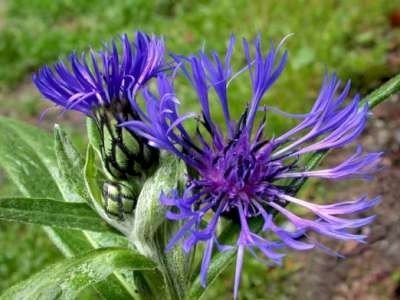 Centaurea montana, Korenbloem
