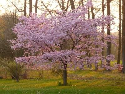 Prunus 'Accolade', 8/10 Blote wortel, Japanse sierkers