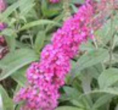 Buddleja dav. 'Summer Beach' 40-60, Vlinderstruik