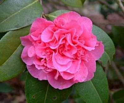Camellia will. 'Debbie', 50-60 3L Japanse roos