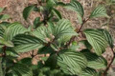 Viburnum bodn. 'Dawn', 100-125 30L Sneeuwbal