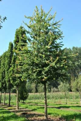 Acer buergerianum, 12/14 50L pot, Drietandesdoorn (= trifidum)