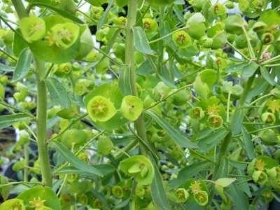 Euphorbia characias 'Forescate', Wolfsmelk