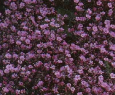 Gypsophila repens 'Rosea', Gipskruid