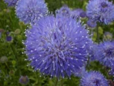 Jasione laevis 'Blaulicht', Zandblauwtje