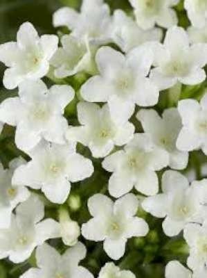 Lithodora diffusa 'Alba', Parelkruid