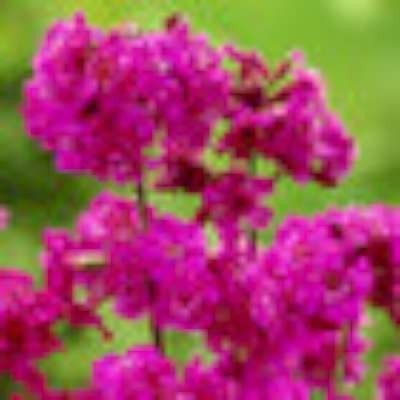 Lychnis viscaria 'Splendens', Koekoeksbloem