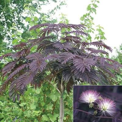 Albizia jul. 'Summer Chocolate', 8/10 Blote wortel, Slaapboom