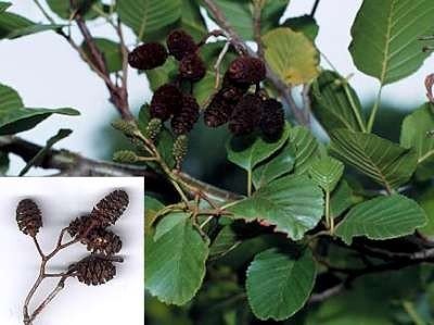 Alnus Glutinosa, 6/8 Blote wortel, Zwarte els