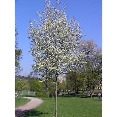 Amelanchier arborea 'Robin Hill', 14/16 draadkluit, Krentenboompje