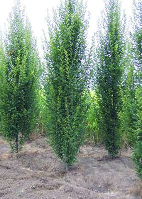 Betula pend. 'Fastigiata', 8/10 Blote wortel, Zuilberk