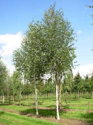 Betula utilis 'Doorenbos', 16/18 Draadkluit, Zilverberk