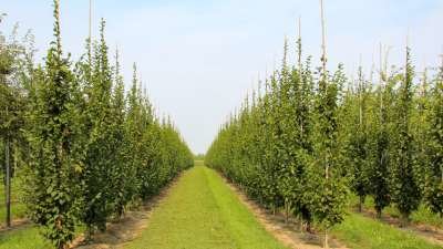 Carpinus bet. 'A. Beeckman', 8/10 Blote wortel