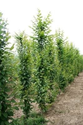 Carpinus bet. 'Frans fontaine', 6/8 Blote wortel