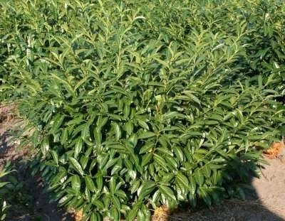 Prunus Laur. 'Herbergii', 80-100 Kluit, Laurierkers
