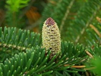 Abies fraseri, Zilverspar, 2+2 20/40