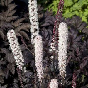 Actaea 'Chocoholic', ® Zilverkaars