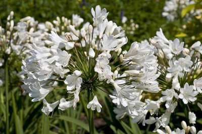 Agapanthus 'Arctic Star', ® Afrikaanse lelie