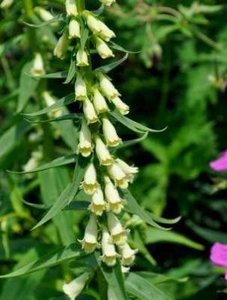 Digitalis lutea, Vingerhoedskruid