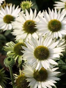 Echinacea pur. 'Virgin', ® Zonnehoed