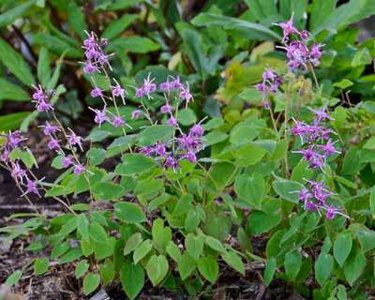 Epimedium grandifl. 'Lilafee', Elfenbloem