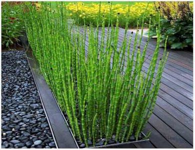 Equisetum hyemale