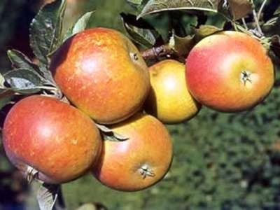 Malus 'Cox's Orange Pippin', HOOGSTAM