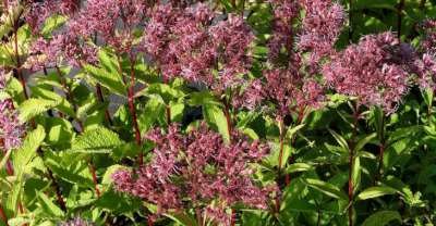 Eupatorium maculatum 'Phantom', Leverkruid