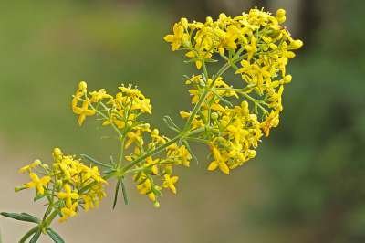 Galium verum, Geel walstro